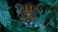 Powerful jaguar gazing through dark lush tropical jungle leaves in the shadows of the wild