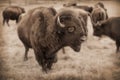 Powerful Kansas Bison Herd in Maxwell Wildlife Refuge Preserve