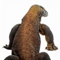 Powerful Komodo Dragon Isolated Rear View on White Royalty Free Stock Photo
