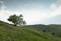 Powerful lonely tree on summer hill of green mountain valley in clear sunny day with blue sky and soft clouds. Vitality. Royalty Free Stock Photo