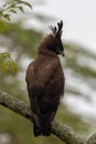 Powerful Long Crested Eagle (Lophaetus occipitalis) in Kenya Royalty Free Stock Photo