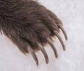 Powerful long sharp claws on the front paw of brown bear Royalty Free Stock Photo