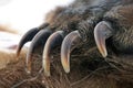 Powerful long sharp claws on the front paw of brown bear Royalty Free Stock Photo