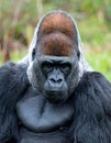 Majestic Silverback Gorilla Portrait with a Calm Gaze Royalty Free Stock Photo