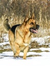 Powerful male german shepherd dog