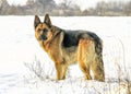 Powerful male german shepherd dog