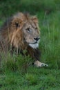 Powerful Male lion staring into the distance Royalty Free Stock Photo