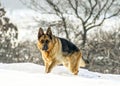 Powerful male german shepherd dog