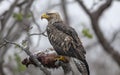Majestic Martial Eagle with Prey Good Resolution Stock Photo Royalty Free Stock Photo