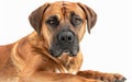 A powerful and obedient Boerboel dog, beautifully isolated on a white background, showcasing its strong and muscular