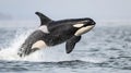 A powerful orca leaps gracefully from the ocean, creating a dramatic splash Royalty Free Stock Photo