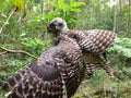 Powerful owl bird Royalty Free Stock Photo