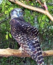 The Powerful Owl - Ninox strenua