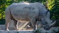 Majestic Rhino: Morning Light Shines on Captive Rhino in Sofia Zoo