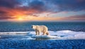 Polar Bear on Drift Ice Edge Majestic Arctic Moment in Norway Sea at Dusk, Capturing the Power and Tranquility of Winters Bounty