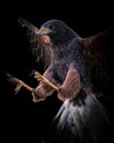 Powerful predatory desert hawk with its wings spread wide against a black background