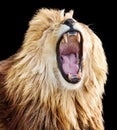 Roaring lion