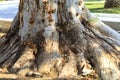 Powerful root system and texture of the roots of eucalyptus in an old park