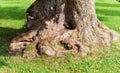 The powerful roots of ancient tree rooted firmly in the ground Royalty Free Stock Photo