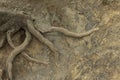 Powerful roots of the Downy Oak, Quercus pubescens, are exposed from under the clay soil in the mountains. Background Royalty Free Stock Photo