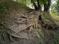 Powerful roots of an old tree on the mountain. Summer landscape Royalty Free Stock Photo