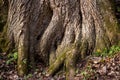 The powerful roots of an old tree on a slope Royalty Free Stock Photo