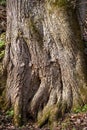 The powerful roots of an old tree Royalty Free Stock Photo