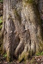 The powerful roots of an old tree
