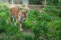 Mighty tiger in a zoo Royalty Free Stock Photo