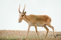 Powerful saiga male. Saiga tatarica is listed in the Red Book