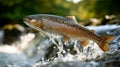 A Powerful Salmon Leaps Through Cascading River Water Royalty Free Stock Photo