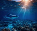 Powerful shark gliding through clear blue waters during sunlit underwater exploration Royalty Free Stock Photo