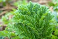 Powerful shoots of the hogweed