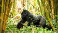 Powerful Silverback Gorilla in Bamboo Forest Royalty Free Stock Photo