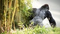 Powerful Silverback Gorilla in Bamboo Forest Royalty Free Stock Photo