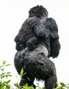 Powerful Silverback Gorilla from Behind Royalty Free Stock Photo