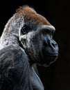 Majestic Silverback Gorilla Portrait on Black Royalty Free Stock Photo
