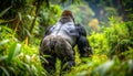 Majestic Silverback Gorilla Walks Through the Wild Jungle Royalty Free Stock Photo