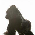Powerful Silverback Gorilla Silhouette Royalty Free Stock Photo