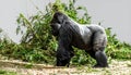 Powerful Silverback Gorilla Standing in Profile Royalty Free Stock Photo