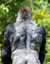 The Majestic Back of a Powerful Silverback Gorilla Royalty Free Stock Photo