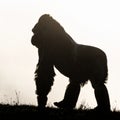 Majestic Gorilla Silhouette Against a Bright Sky Royalty Free Stock Photo