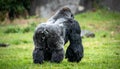 Powerful Silverback Gorilla Walking Away on Grass Royalty Free Stock Photo