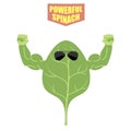 Powerful spinach. A strong plant with big muscles. Green, fresh