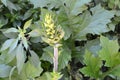 Powerful stems and flower buds of Acanthus spinosus on the eve of flowering