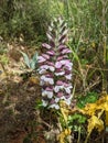 Powerful stems and flowers Acanthus spinosus in their natural habitat Royalty Free Stock Photo