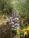 Powerful stems and flowers Acanthus spinosus in their natural habitat Royalty Free Stock Photo