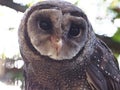 Powerful Striking Greater Sooty Owl.