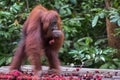 Powerful thoughtful orangutan eating rambutan and stands on a wooden platform (Kumai, Indonesia)