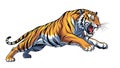 Fierce Tiger Roaring and Pouncing -. Royalty Free Stock Photo
